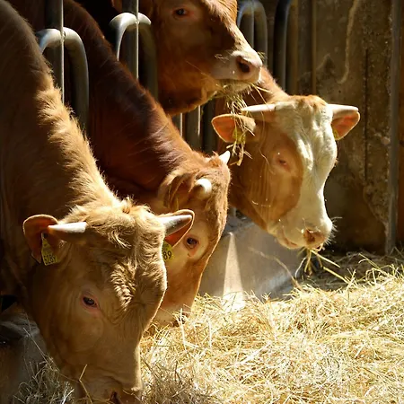 Farm Malovscevo